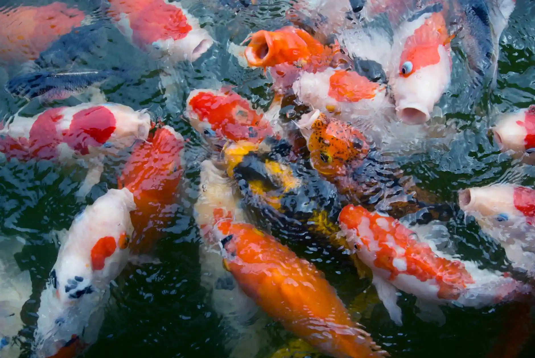 <a href="https://www.pexels.com/photo/close-up-photo-of-gasp-of-koi-fish-2803523/">Photo by Jannet Serhan on Pexels</a>
